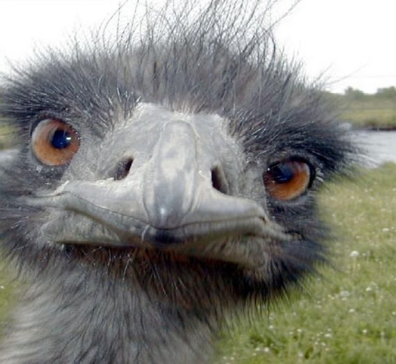 Emu & Aloe Soothing Cream