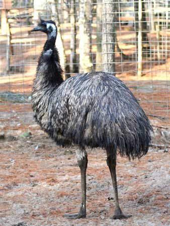 Emu Oil for skin
